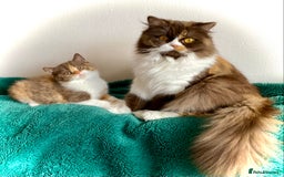 British Shorthair cats for sale: Chunky Champion line kittens TICA reg.  in Cannock - Image 9