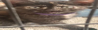 Mixed Breed 5