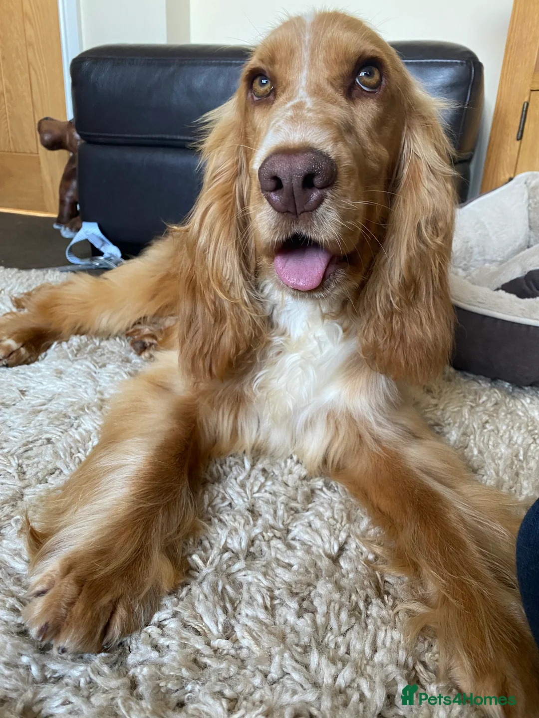 Cocker Spaniel dogs for sale: Cocker Spaniel Show Type Pups KC registered  - Advert 9