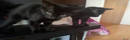 Mixed Breed cats for sale: 4 Kittens for Sale - Advert 12