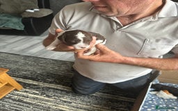 Cockapoo dogs for sale: 7 beautiful cockatoo puppies  - Image 21