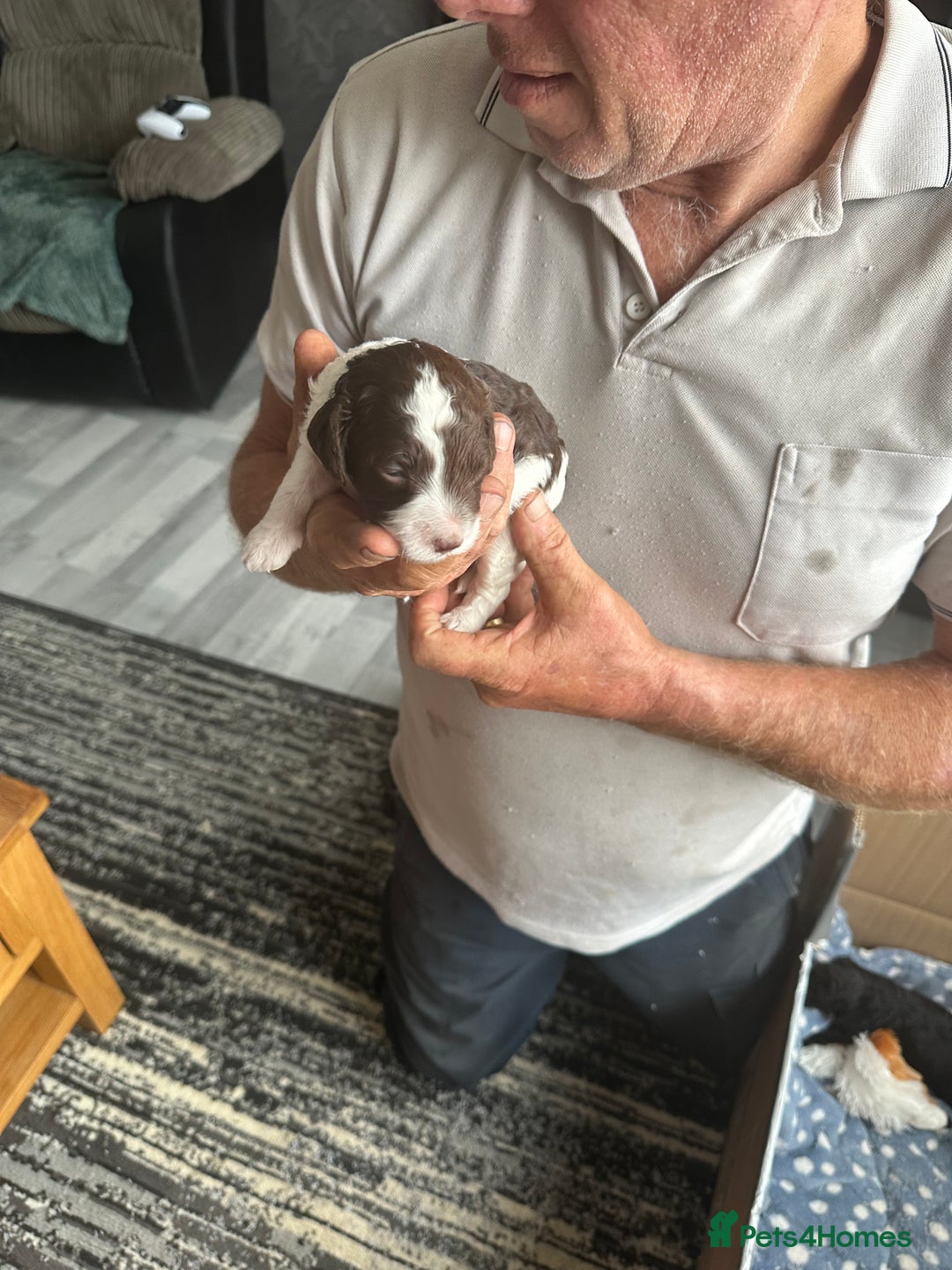 Cockapoo dogs for sale: 7 beautiful cockatoo puppies  - Image 21