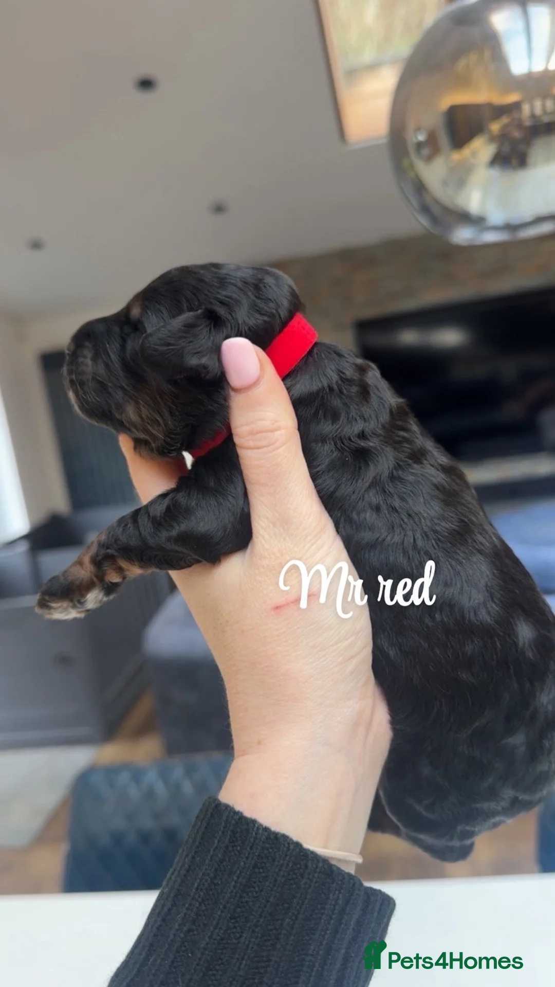 Bernedoodle dogs for sale: Merle, Black & Tan Mini Outstanding Bernedoodles - Advert 9