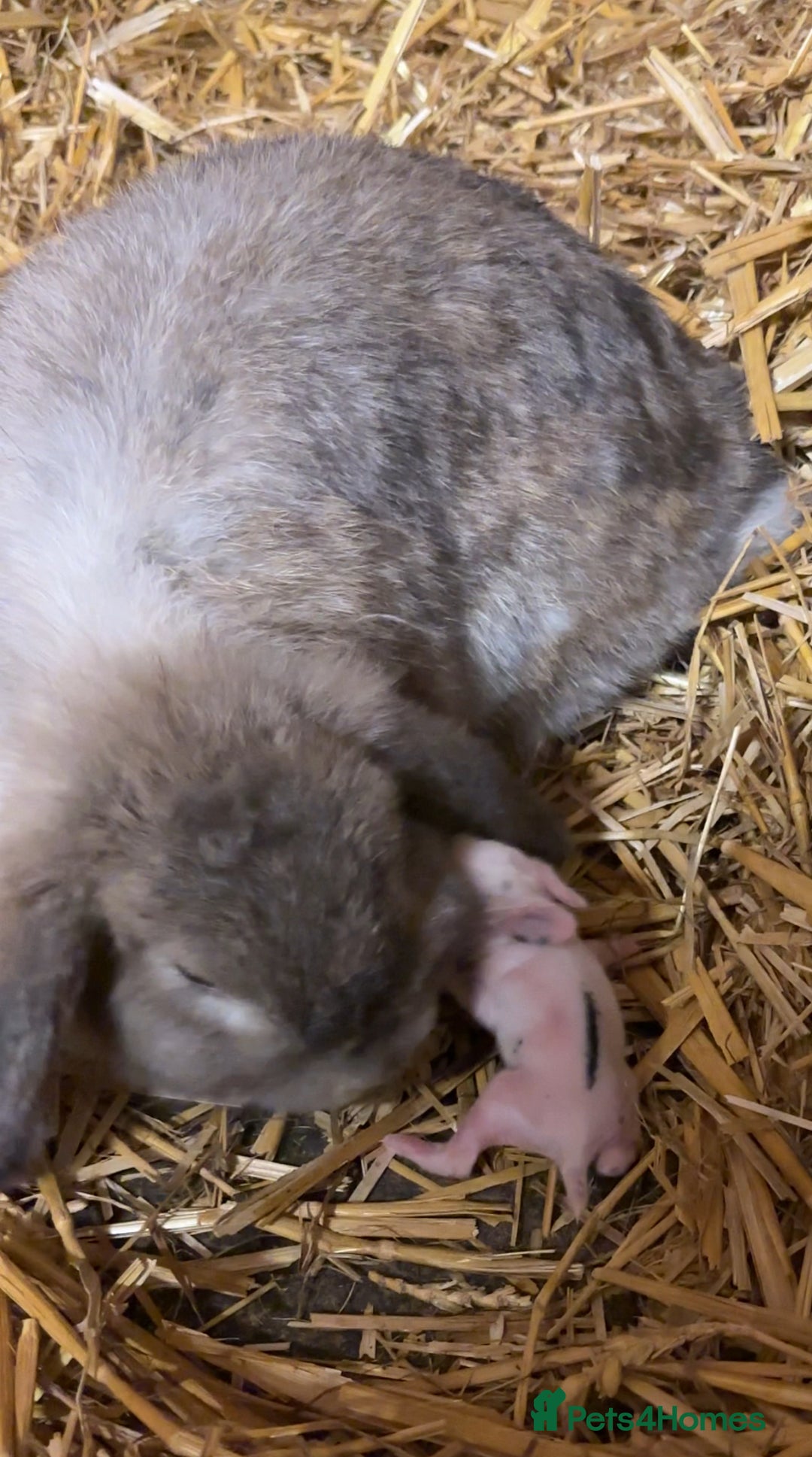 Mini Lop rabbits for sale: Mini lop bunnies  - Image 2