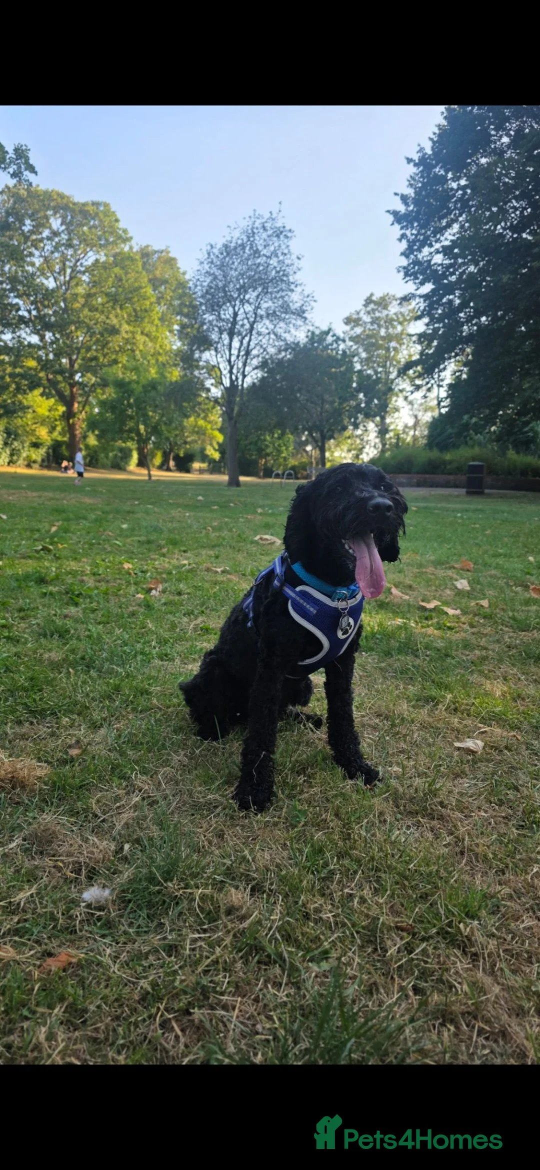 Cockapoo dogs for sale: Brody  - Advert 2