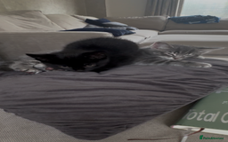 Mixed Breed cats for sale: Sibling kittens - mixed Moggy - Image 3
