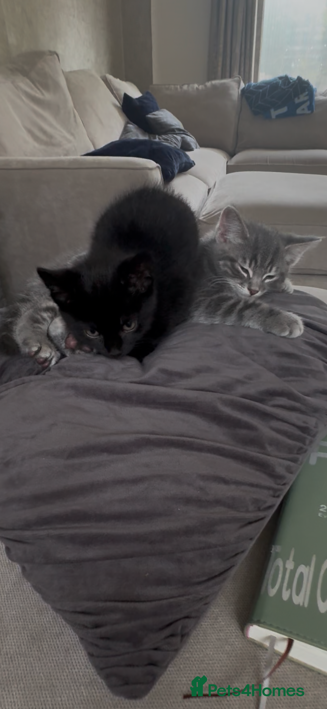 Mixed Breed cats for sale: Sibling kittens - mixed Moggy - Image 3