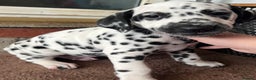 Dalmatian dogs for sale: Stunning Dalmatian puppies KC reg show winners - Advert 37