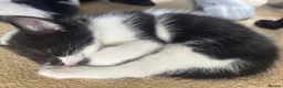Mixed Breed cats for sale: 2 black and white kittens in Winsford - Advert 3