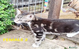 Mixed Breed cats for sale: Maine Coon X Kittens  in Coventry - Image 21