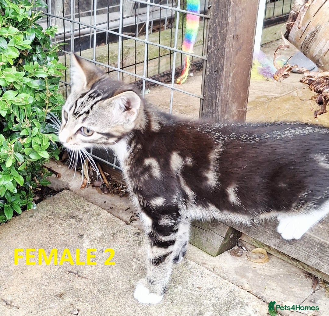Mixed Breed cats for sale: Maine Coon X Kittens  in Coventry - Image 21