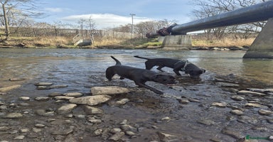 Cane Corso dogs - Advert 9