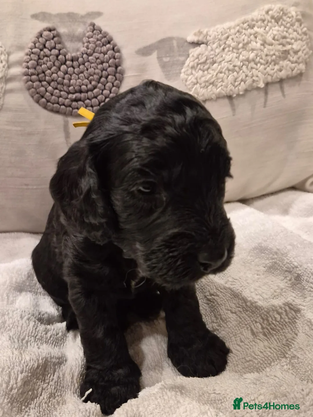 Cockapoo dogs for sale: Outstanding Cockapoo Puppies in Crieff - Advert 16