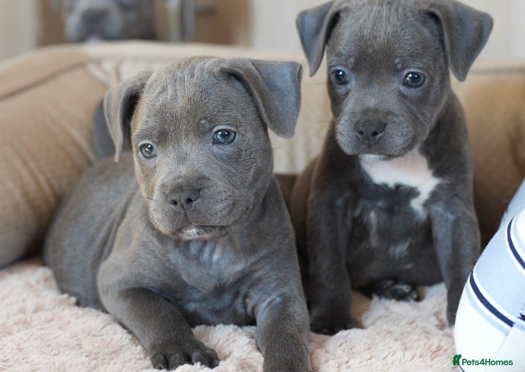 Staffordshire Bull Terrier dogs for sale: Beautiful staffy puppies - Image 3