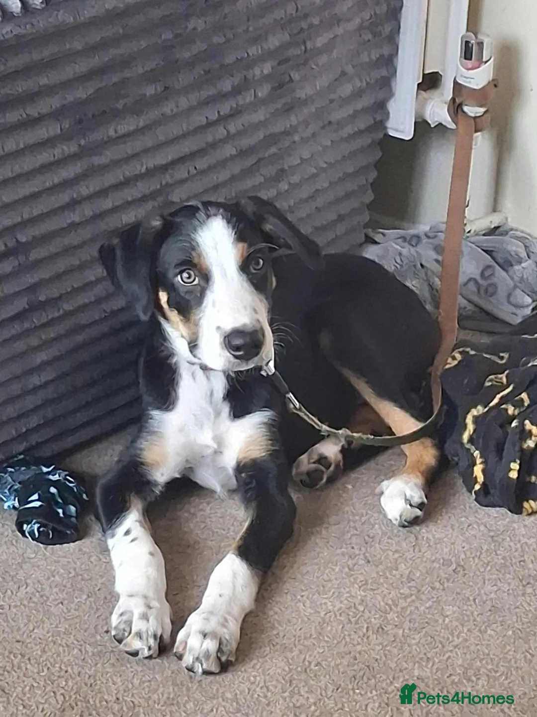 Border Collie dogs for sale: 20 WEEK BORDER COLLIE PUPPY BUDDY - Advert 1