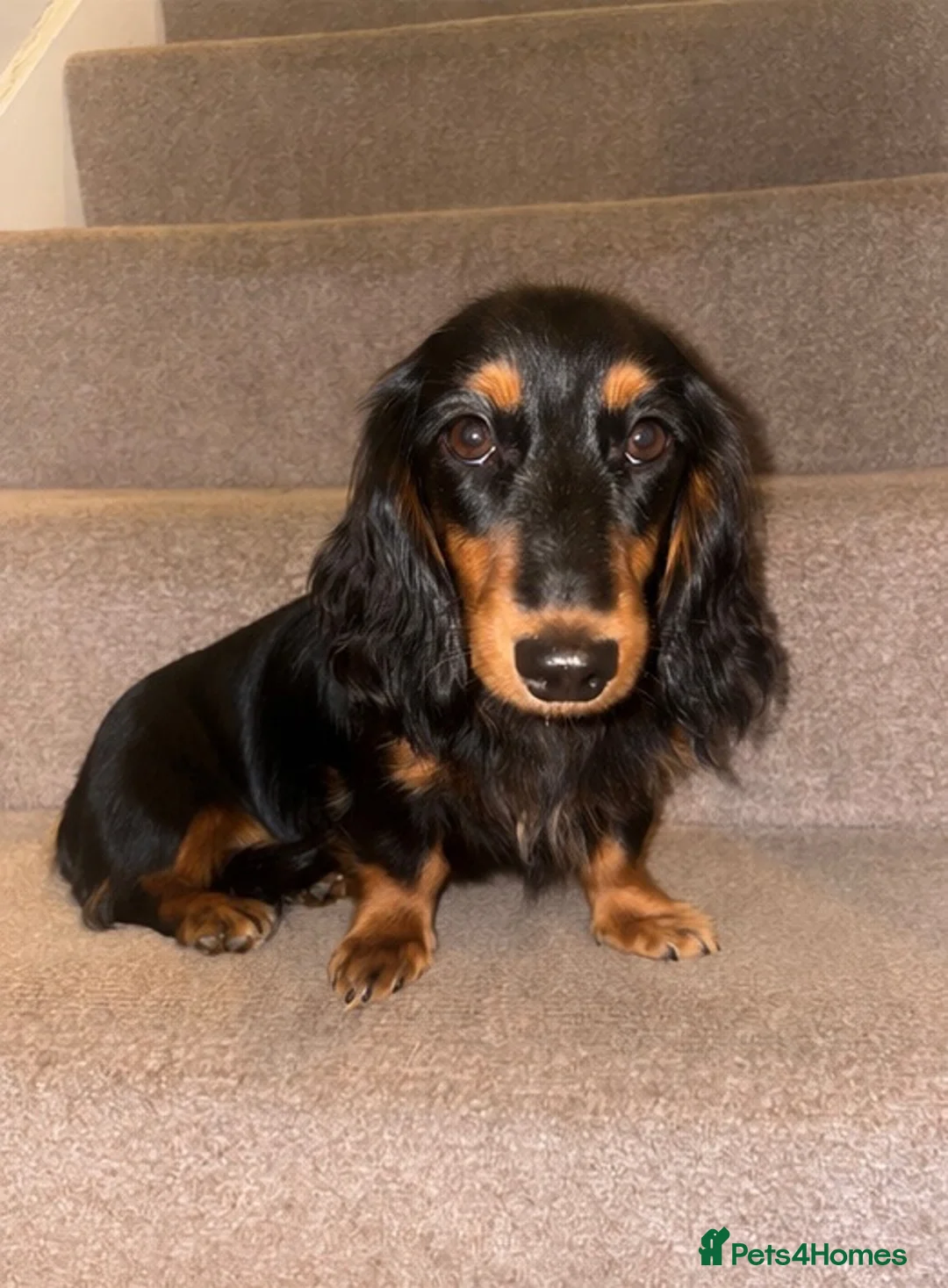 Miniature Dachshund dogs for sale: 6 month old girl KC reg pra clear cream carrier - Advert 2