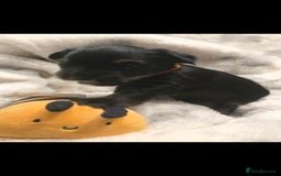 Yorkshire Terrier dogs for sale: Yorkshire terrier  - Advert 11