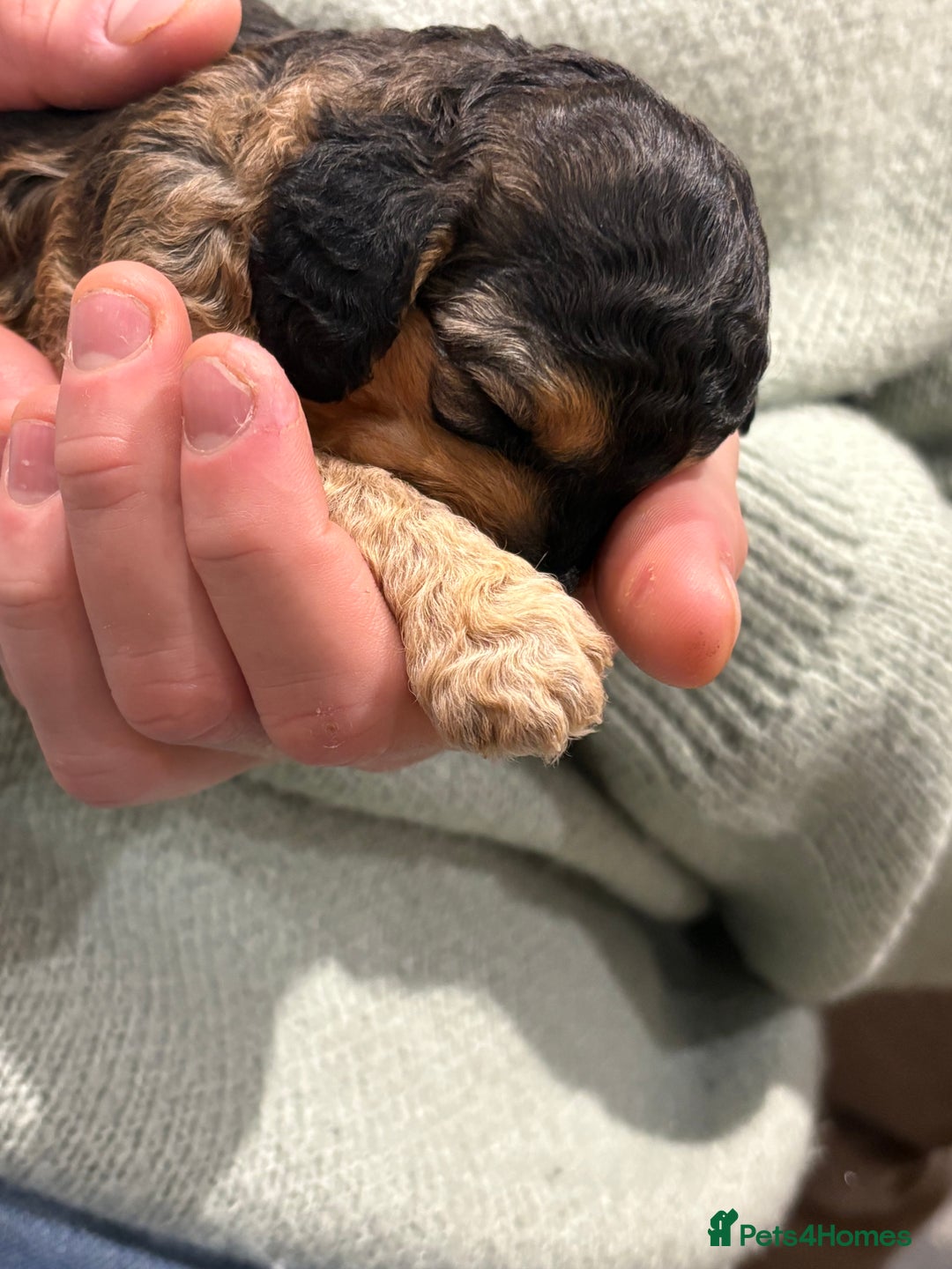 Cockapoo dogs for sale: Cockerpoo puppies for sale  - Advert 22