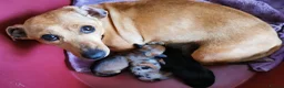 Dachshund dogs for sale: Beautiful Unusual Playful Dachshound pups  - Advert 22