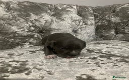 Staffordshire Bull Terrier dogs for sale: Staffordshire bull terrier puppies - Image 5