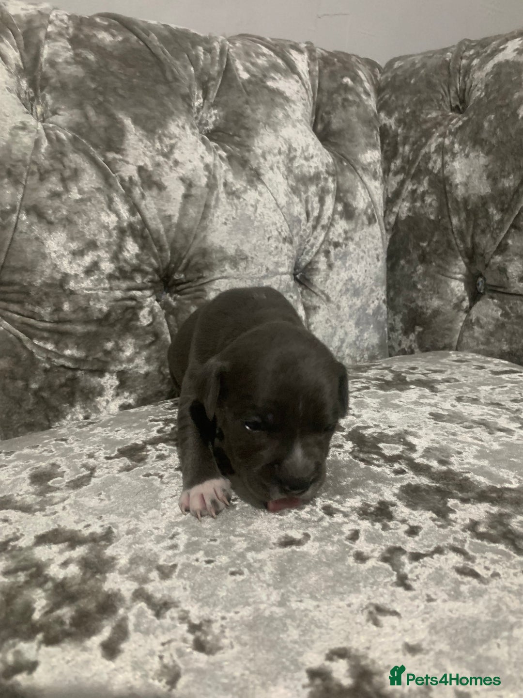 Staffordshire Bull Terrier dogs for sale: Staffordshire bull terrier puppies - Image 5