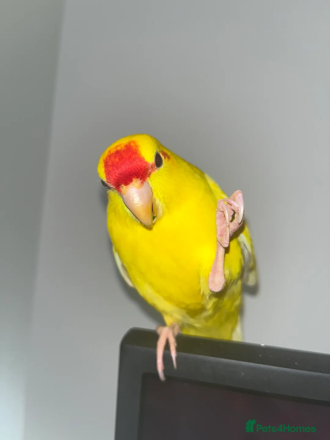 Parakeets birds for sale: Pika the kakariki for sale  - Advert 4