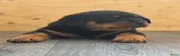 Rottweiler dogs for sale: Champion German Rottweiler Puppies - Advert 5