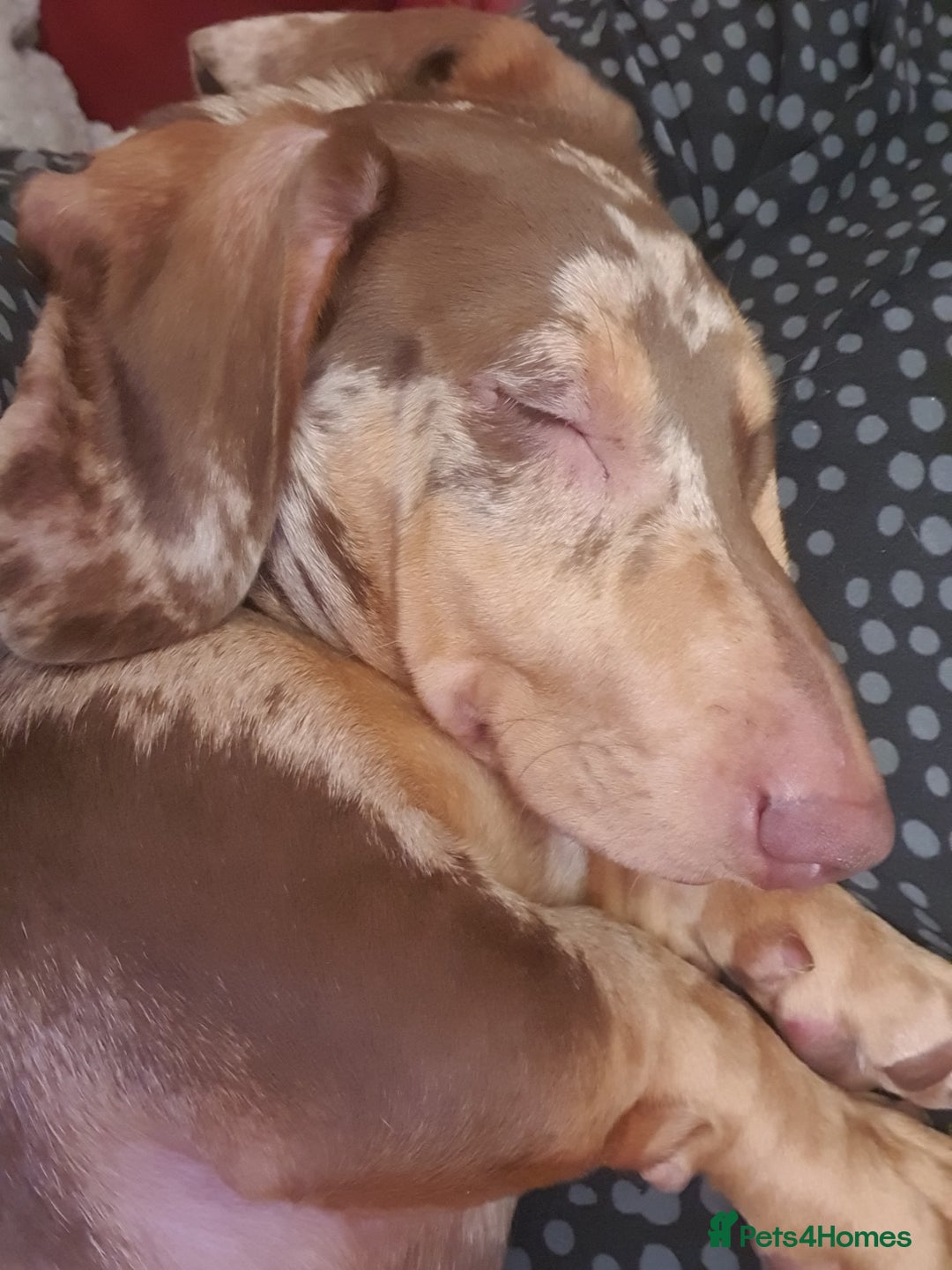Miniature Dachshund dogs for sale: Tiny Timothy needs a new knee to snuggle up on  - Advert 8