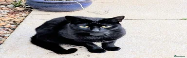 British Shorthair Kitten 1