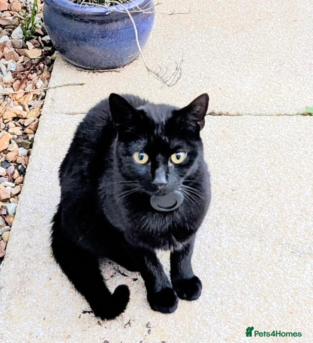 British Shorthair cats for sale: Little Arya needs a new home - Advert 1
