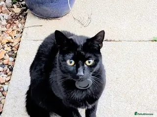 British Shorthair cats Little Arya needs a new home - Advert 5
