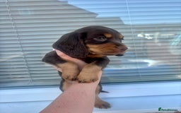 Cocker Spaniel dogs for sale: Cocker spaniel. working. LAST CHOC&TAN - Image 13