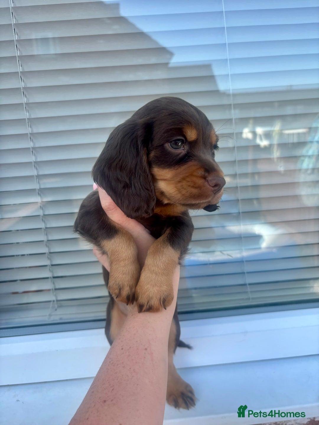 Cocker Spaniel dogs for sale: Cocker spaniel. working. LAST CHOC&TAN - Image 13