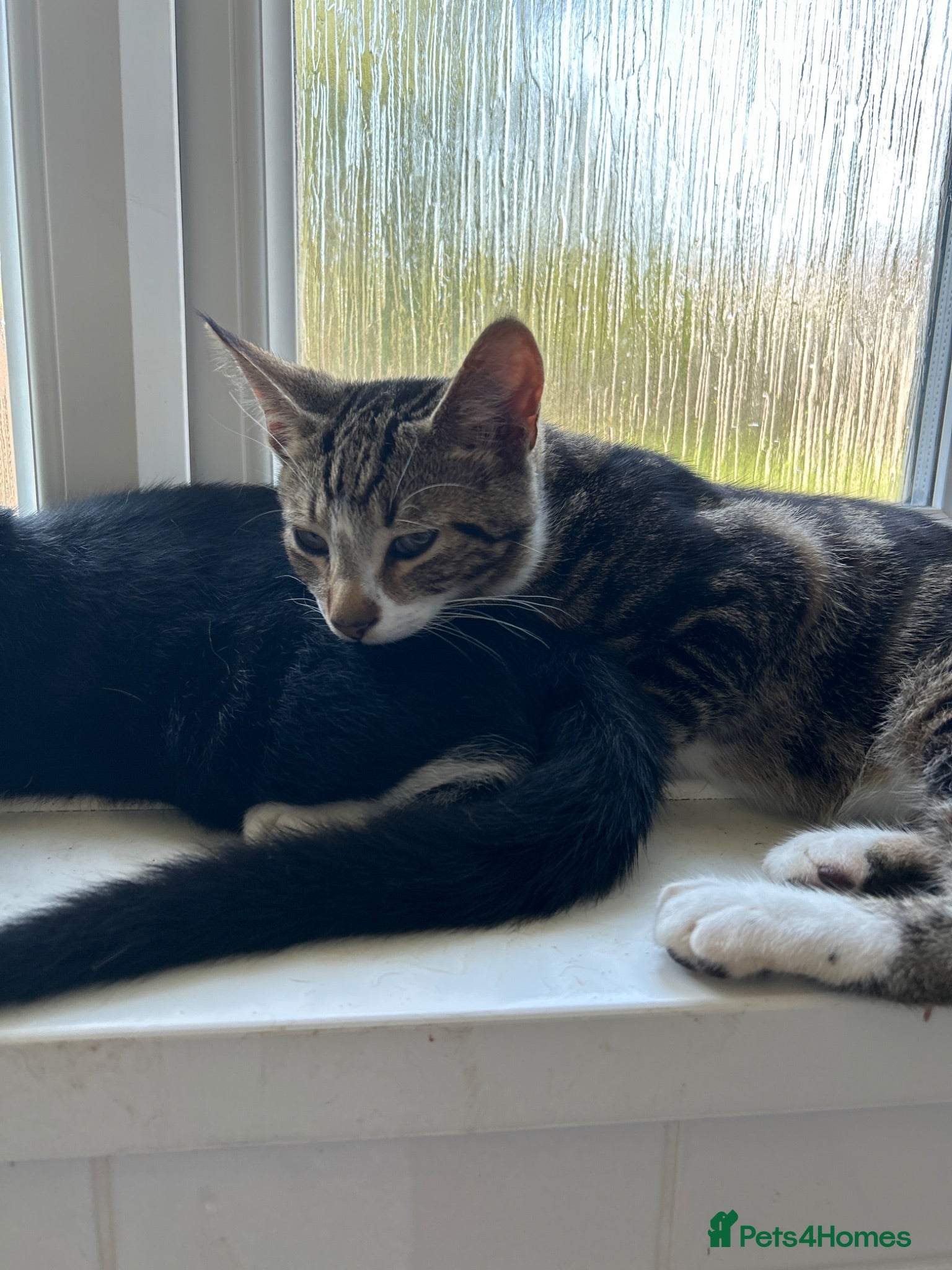 Domestic Shorthair cats 2 Tabby Kittens ready for new homes - Advert 1