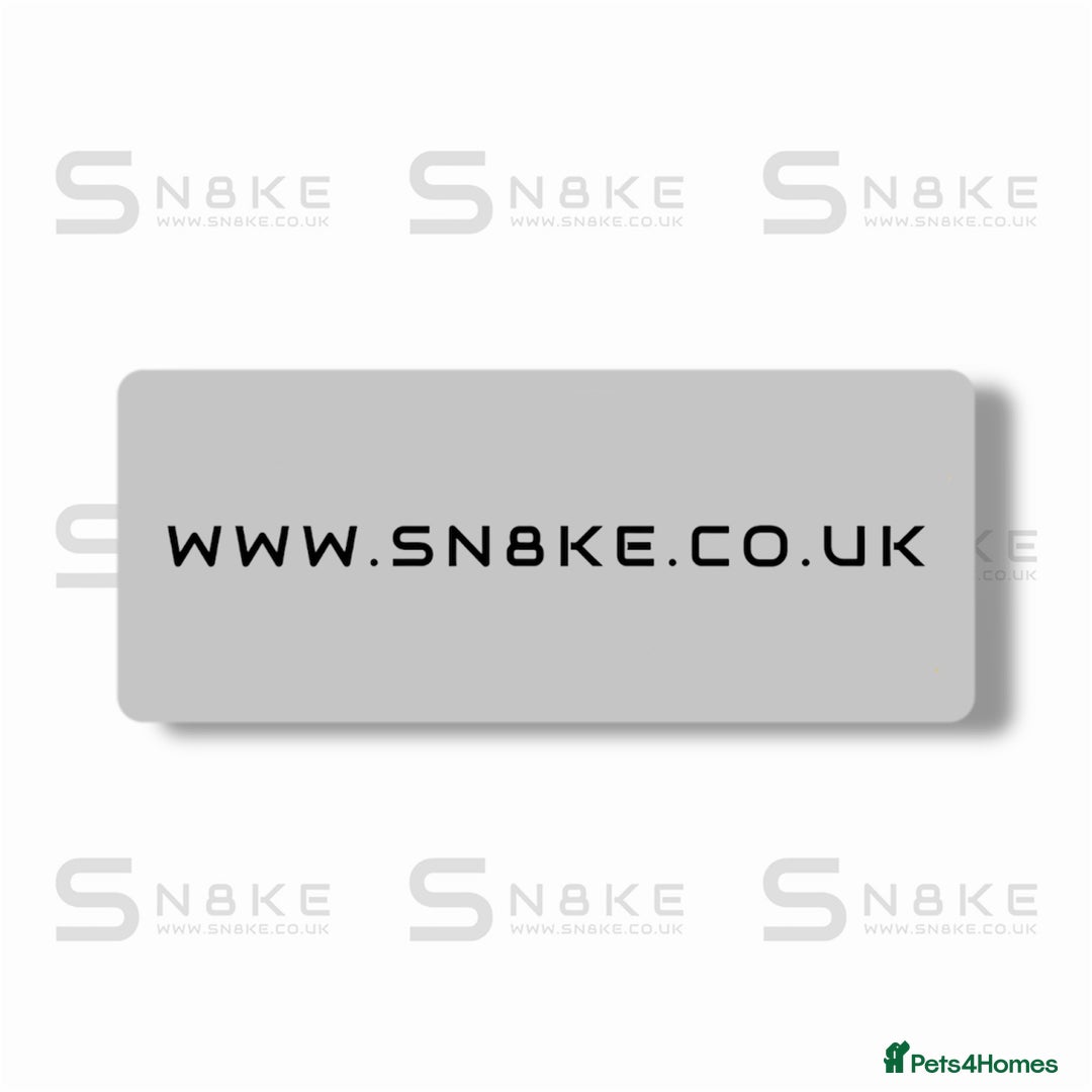 Corn Snake reptiles for sale: Corn Snakes - Advert 3