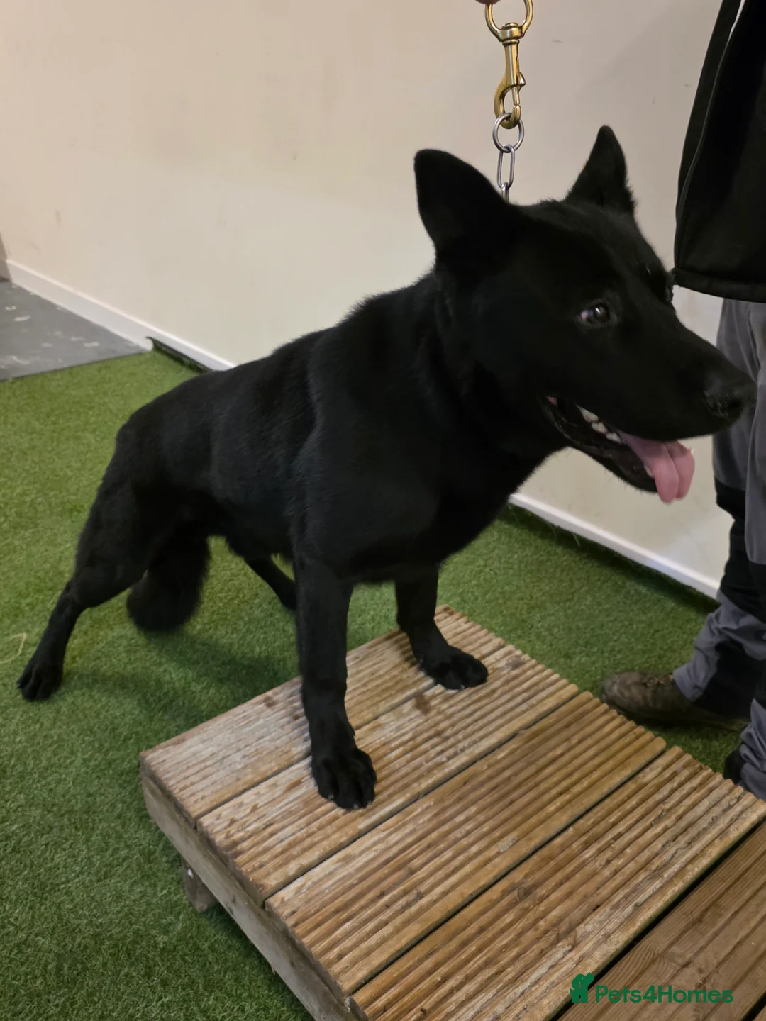 German Shepherd dogs for sale: Personal Protection German Shepherd - Advert 7