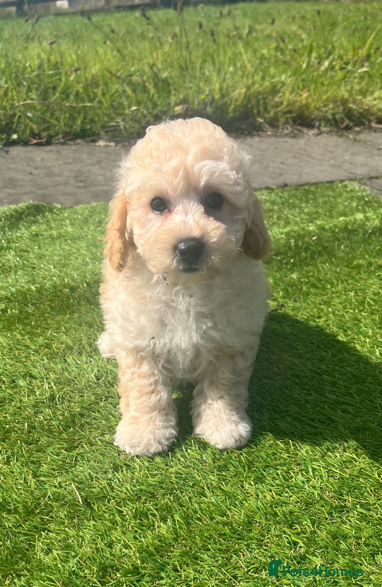 Poochon dogs Poochon Puppies - Advert 2