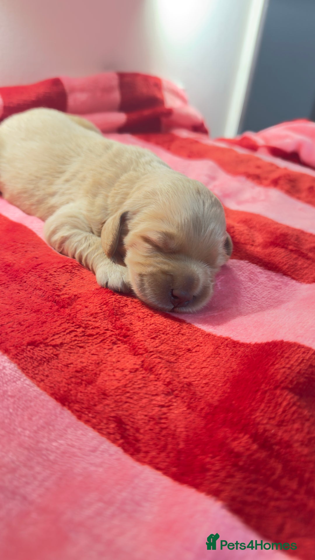 Goldendoodle dogs for sale: Golden doodle puppy’s for sale  - Advert 13