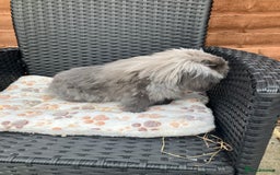 Mini Lion Lop rabbits for sale: Beautiful male Lionlop - Image 2