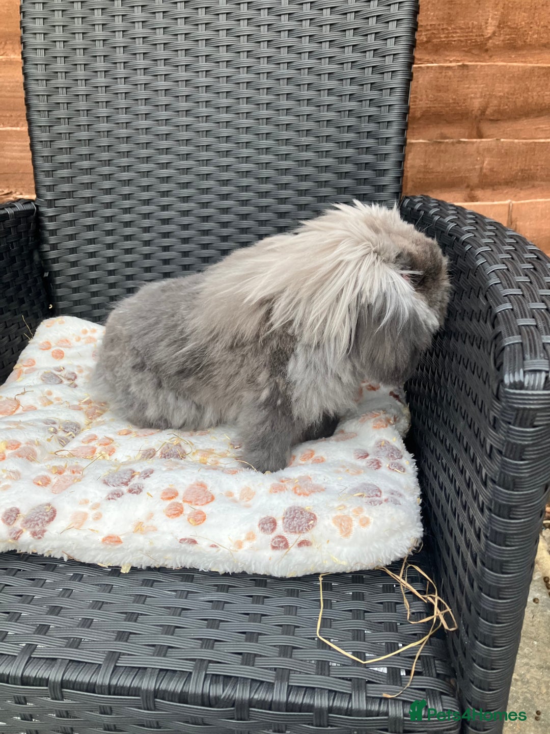 Mini Lion Lop rabbits for sale: Beautiful male Lionlop - Image 2
