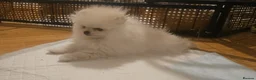 Pomeranian dogs for sale: Amazing cream boy - Advert 4