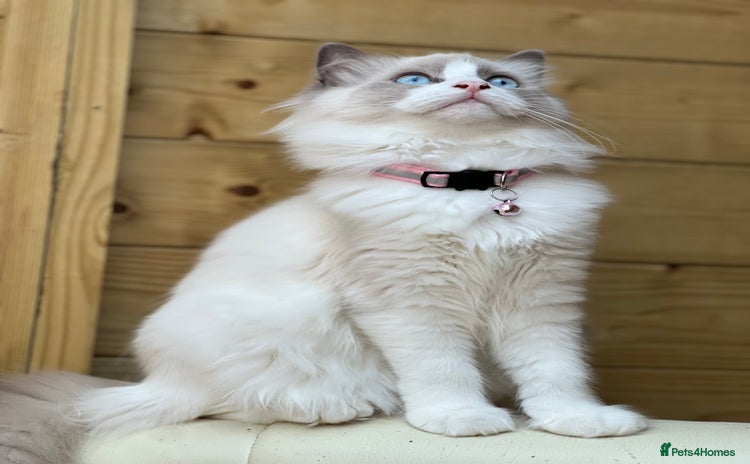 Ragdoll cats - Advert 1
