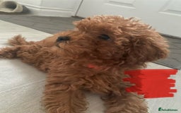 Cavapoo dogs for sale: Health Tested - Toy Cavapoo’s F1b  - Image 6