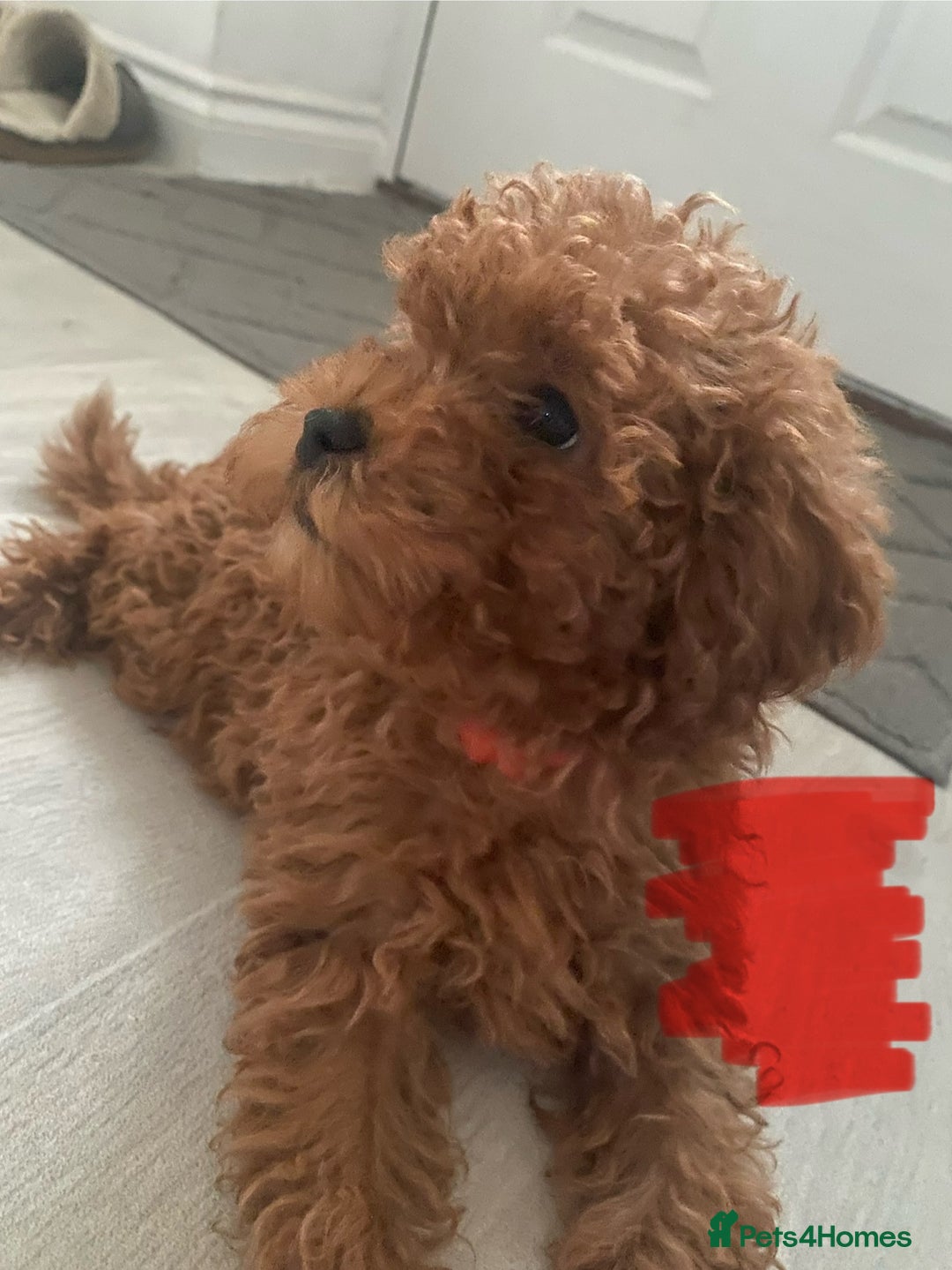 Cavapoo dogs for sale: Health Tested - Toy Cavapoo’s F1b  - Image 6