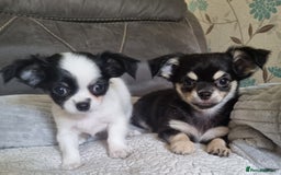 Chihuahua dogs for sale: Beautiful longhaired chihuahua boys ready now  - Image 3