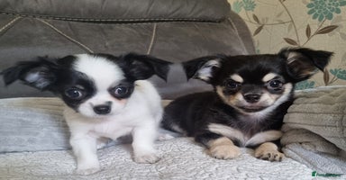 Chihuahua dogs - Advert 4