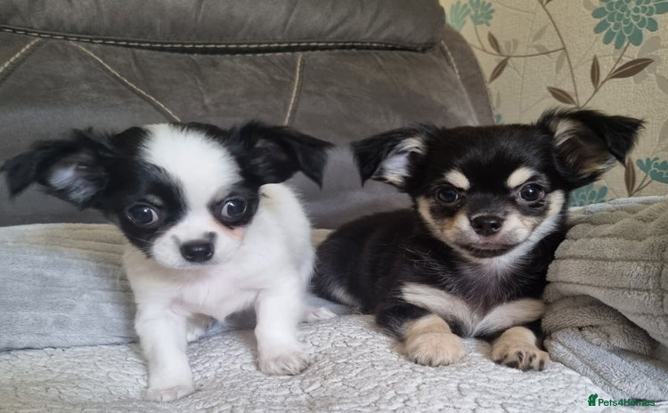Chihuahua dogs - Advert 2