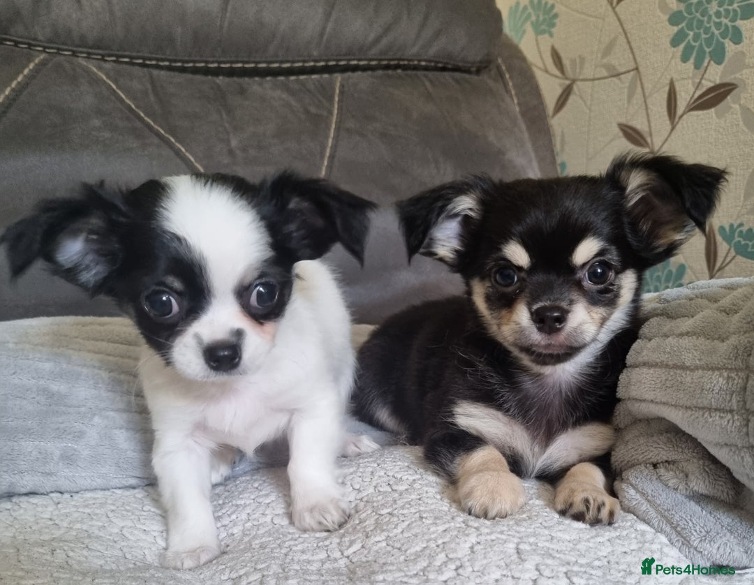 Chihuahua dogs for sale: Beautiful longhaired chihuahua boys ready now  - Image 3