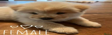 Chow Chow 3