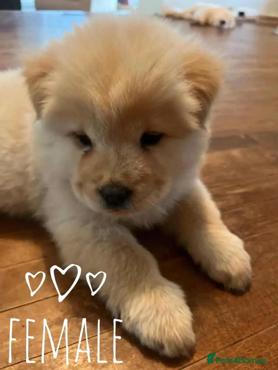 Chow Chow dogs for sale: form strong bonds Chow Chow - Advert 8